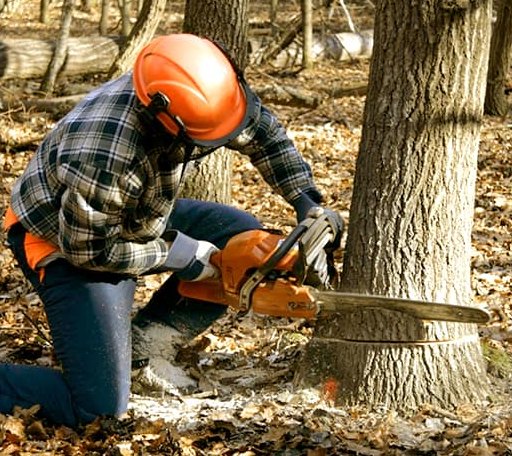 Tree Removal in Marion, MA